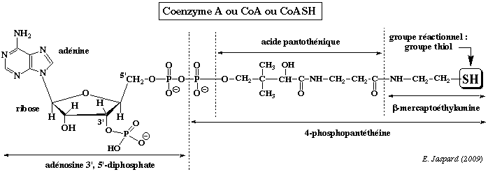 Structure coenzyme A CoASH bioenergetique bioenergetics free enthalpy energy cellular work ATP biochimej