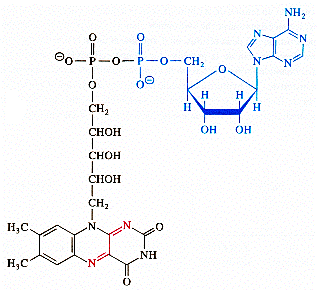 flavine adenine dinucleotide
