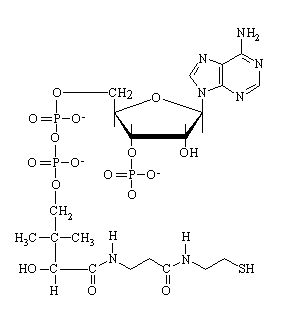 coenzyme A structure
