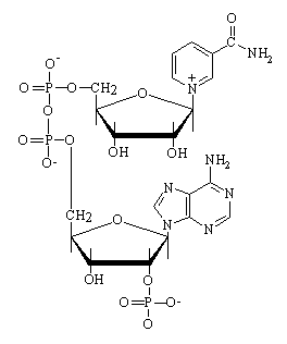 nicotinamide adenine dinucleotide phosphate structure