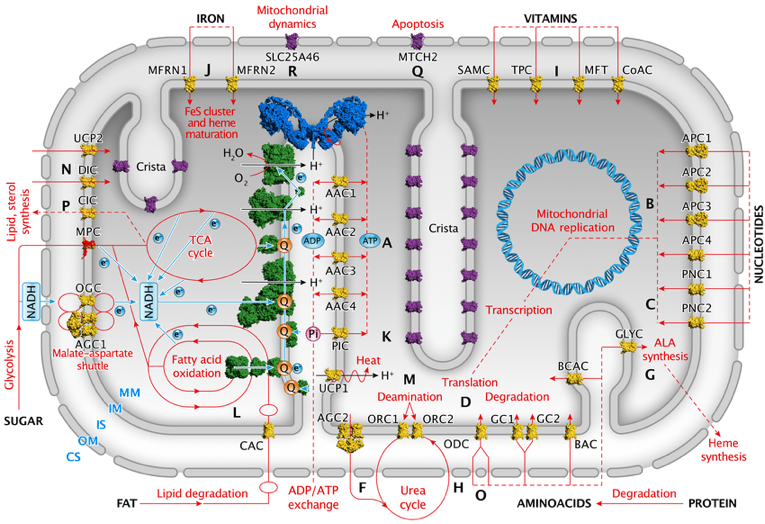 respiration cellulaire phosphorylation oxydative transport electron uncoupling thermogenese UCP1 decouplage chaine respiratoire ATP synthase biochimej