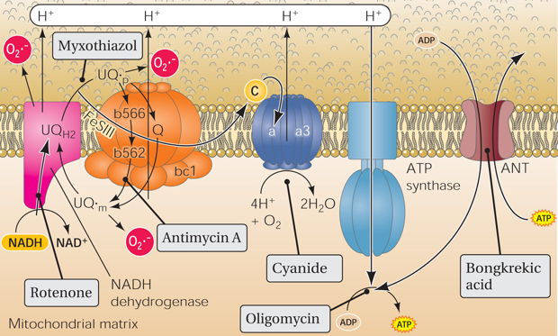 respiration cellulaire transport electron oligomycin antimycin rotenone inhibiteur inhibitor decouplage chaine respiratoire biochimej