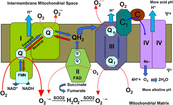 phosphorylation oxydative transport electron superoxyde dismutase SOD espece reactive oxygen ROS mtROS chaine respiratoire biochimej