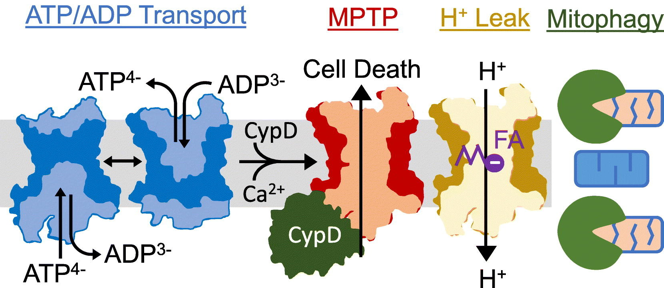 transport ADP ATP proton uncoupling thermogenese decouplage chaine respiratoire translocase ANT1 antiport mitophagie mort cellulaire apoptose biochimej