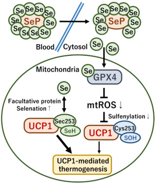 GPX4 UCP1 thermogenese ROS espece reactive oxygen specie selenium Sec selenocysteine tissu brun adipeux biochimej