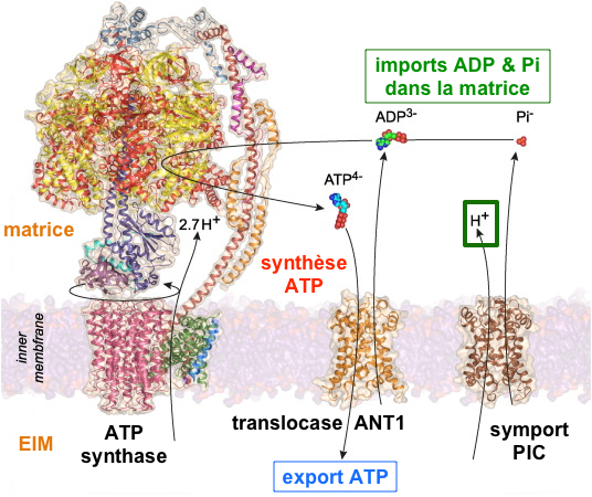 transport ADP Pi chaine respiratoire translocase symport antiport force proton motrice ATP synthase ANT1 PIC biochimej