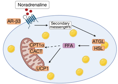 memoire mnesique memory engram froid BAT adipocyte adipeux uncoupling thermogenese UCP1 decouplage chaine respiratoire biochimej