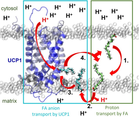 UCP1 mecanism fatty acid acide gras proton exchange transport uncoupling thermogenese decouplage chaine respiratoire biochimej