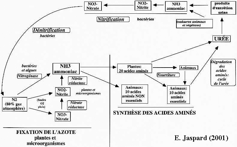 cycle azote metabolisme acide amine uree urea amino acid synthesis degradation ammonia nitrogen assimilation nitrite nitrate reductase urea cycle glutamine cetoglutarate biochimej