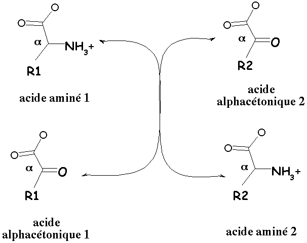 Transamination reverse alpha cetonique cetoglutarate amino acid synthesis degradation ammonia nitrogen assimilation azote nitrite nitrate reductase urea cycle glutamine biochimej