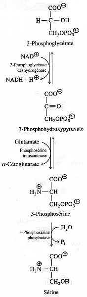 cycle azote metabolisme acide amine uree urea amino acid synthesis degradation ammonia nitrogen assimilation nitrite nitrate reductase urea cycle glutamine cetoglutarate serine biochimej