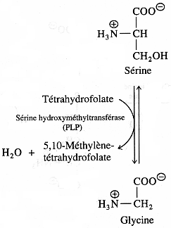 cycle azote metabolisme acide amine uree urea amino acid synthesis degradation ammonia nitrogen assimilation nitrite nitrate reductase urea cycle glutamine cetoglutarate glycine serine biochimej