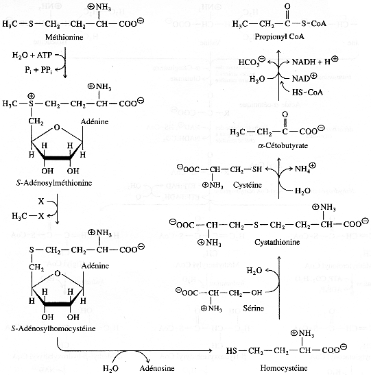 cycle azote metabolisme acide amine uree urea amino acid synthesis degradation ammonia nitrogen assimilation nitrite nitrate reductase urea cycle glutamine cetoglutarate adenosylmethionine cysteine biochimej