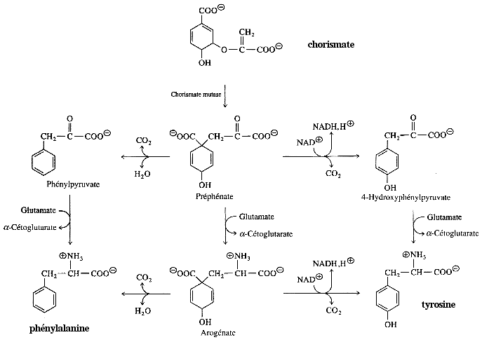 cycle azote metabolisme acide amine uree urea amino acid synthesis degradation ammonia nitrogen assimilation nitrite nitrate reductase urea cycle glutamine cetoglutarate biochimej