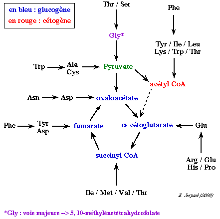 amino acid synthesis degradation ammonia nitrogen assimilation azote nitrite nitrate reductase urea cycle glutamine biochimej