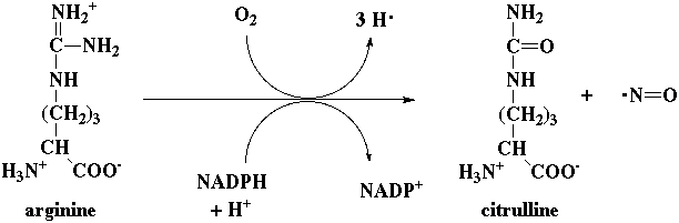 Synthese monoxyde azote NO amino acid synthesis degradation ammonia nitrogen assimilation azote nitrite nitrate reductase urea cycle glutamine biochimej