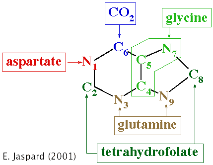 acide urique amino acid synthesis degradation ammonia nitrogen assimilation azote nitrite nitrate reductase urea cycle glutamine biochimej