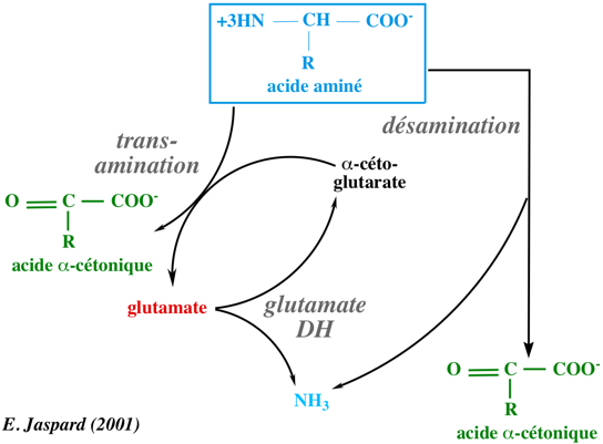 desamination desamidation cetoglutarate glutamate cetonique amino acid synthesis degradation ammonia nitrogen assimilation azote nitrite nitrate reductase urea cycle glutamine biochimej