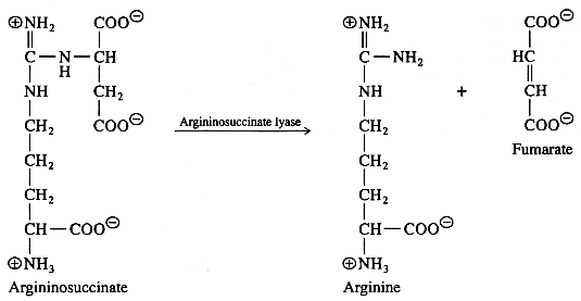 uree urea cycle amino acid arginine glutamine aspartate ornithine Krebs Henseleit synthesis degradation ammonia nitrogen assimilation azote nitrite nitrate reductase glutamine biochimej