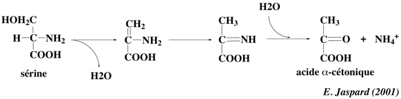 desamination desamidation cetoglutarate glutamate cetonique amino acid synthesis degradation ammonia nitrogen assimilation azote nitrite nitrate reductase urea cycle glutamine biochimej