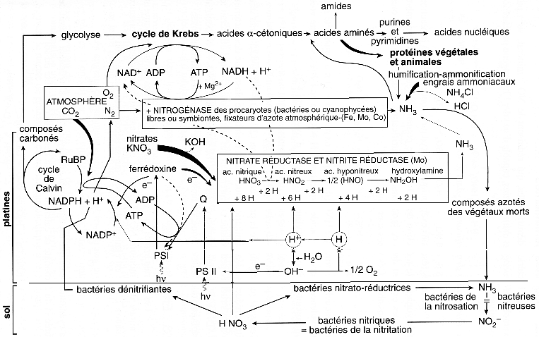 Amino acid synthesis degradation ammonia nitrogen assimilation azote nitrite nitrate reductase urea cycle glutamine biochimej