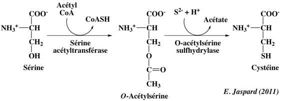 Synthese cysteine acetylserine methyl adenosylmethionine amino acid synthesis degradation ammonia nitrogen assimilation azote nitrite nitrate reductase urea cycle glutamine biochimej
