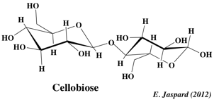 cellobiose glucide ose polysaccharide oside glucose amidon glycogene hemiacetal furanose pyranose ribose saccharose maltose melibiose lactose mucopolysaccharide glycoproteine methylation diholoside haworth heteroside sucre glucose mutarotation biochimej