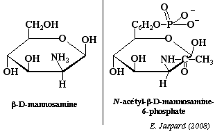 biochimej carbohydrate glucide ose sucre sugar methylation haworth glucose furanose pyranose Mannosamine