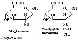 glucosamine glucide ose polysaccharide oside glucose amidon glycogene hemiacetal furanose pyranose ribose saccharose maltose melibiose lactose mucopolysaccharide glycoproteine methylation diholoside haworth heteroside sucre glucose mutarotation biochimej