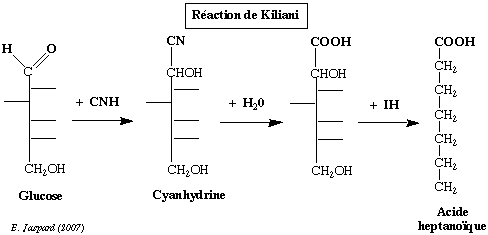 biochimej carbohydrate glucide ose sucre sugar methylation haworth glucose furanose pyranose Synthesis Kiliani