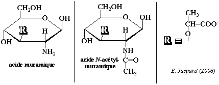 biochimej carbohydrate glucide ose sucre sugar methylation haworth glucose furanose pyranose Muramic acid