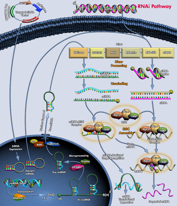 biochimej Voie des ARN interferant premiRNA shRNA miRNA siRNA