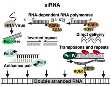 biochimej Long dsRNA siRNA RNAi interference ARN