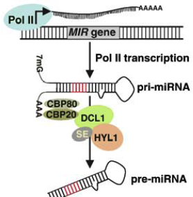 biochimej Plant siRNA RNAi interference ARN Ago1