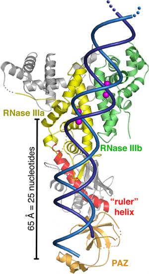 biochimej Structure de DICER RNAse III domaine PAZ