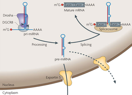 biochimej Les protéines Drosha et Pasha dans l'interference ARN RNAi