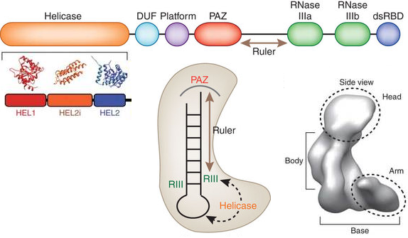 biochimej Structure de DICER RNAse III domaine PAZ
