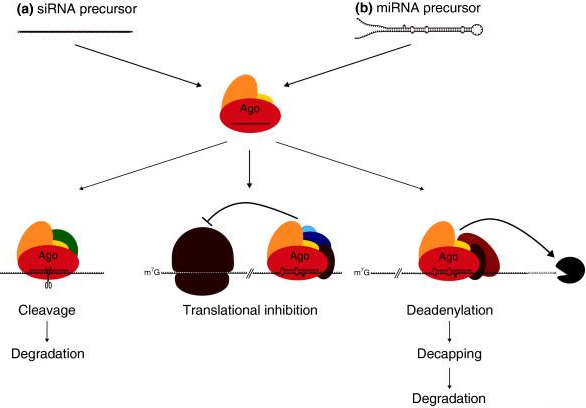 biochimej Mode d'action Argonaute sur siRNA ou miRNA