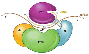 biochimej Mode d'action Argonaute sur siRNA ou miRNA