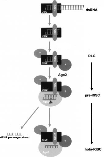 biochimej Formation activation complexe RLC RISC argonaute Ago