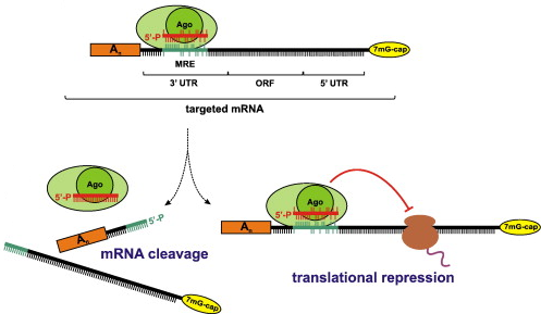 biochimej Degradation siRNA miRNA RNA messenger messager repression transcriptional traductional