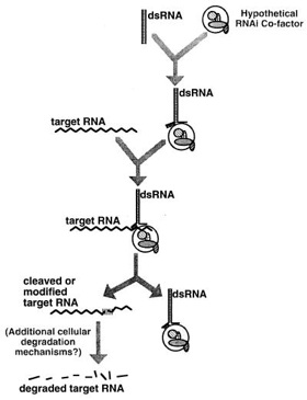 biochimej Figure article Fire 1998 RNA interferent siRNA miRNA