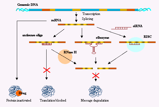 biochimej Comparison of gene silencing strategies