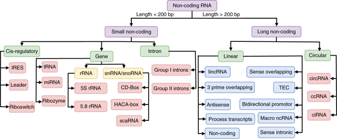 type petit ARN small RNA snRNA snoRNA siRNA miRNA piRNA lncRNA long non coding biochimej
