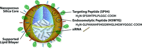 biochimej spanosome protocellule nanoparticule nanoparticle administration siRNA miRNA RNAi therapy therapie
