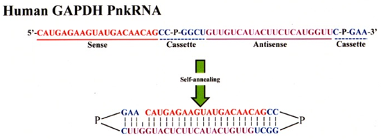 biochimej PnkRNA proline administration siRNA miRNA RNAi therapy therapie