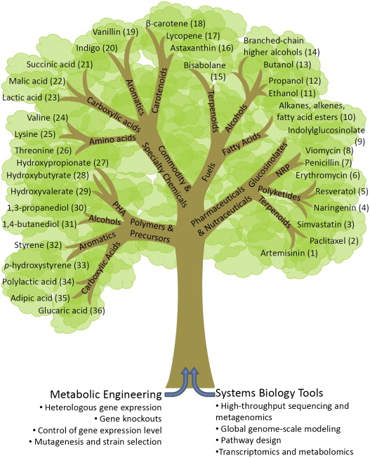 metabolic engineering industrial process biotechnology biochimej