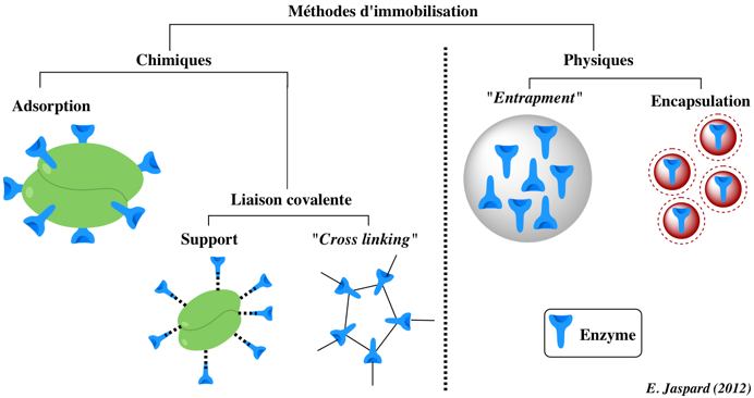 Enzyme immobilise immobilized cross linking CLEA entrapment biochimej