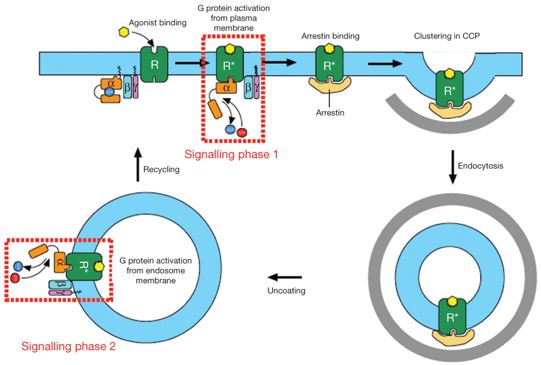 RCPG recepteur couple proteine G arrestine endosome biosenseur biosensor biochimej