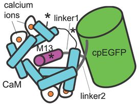 biosenseur biosensor GCaMP calcium GFP Green Fluorescent Protein biochimej